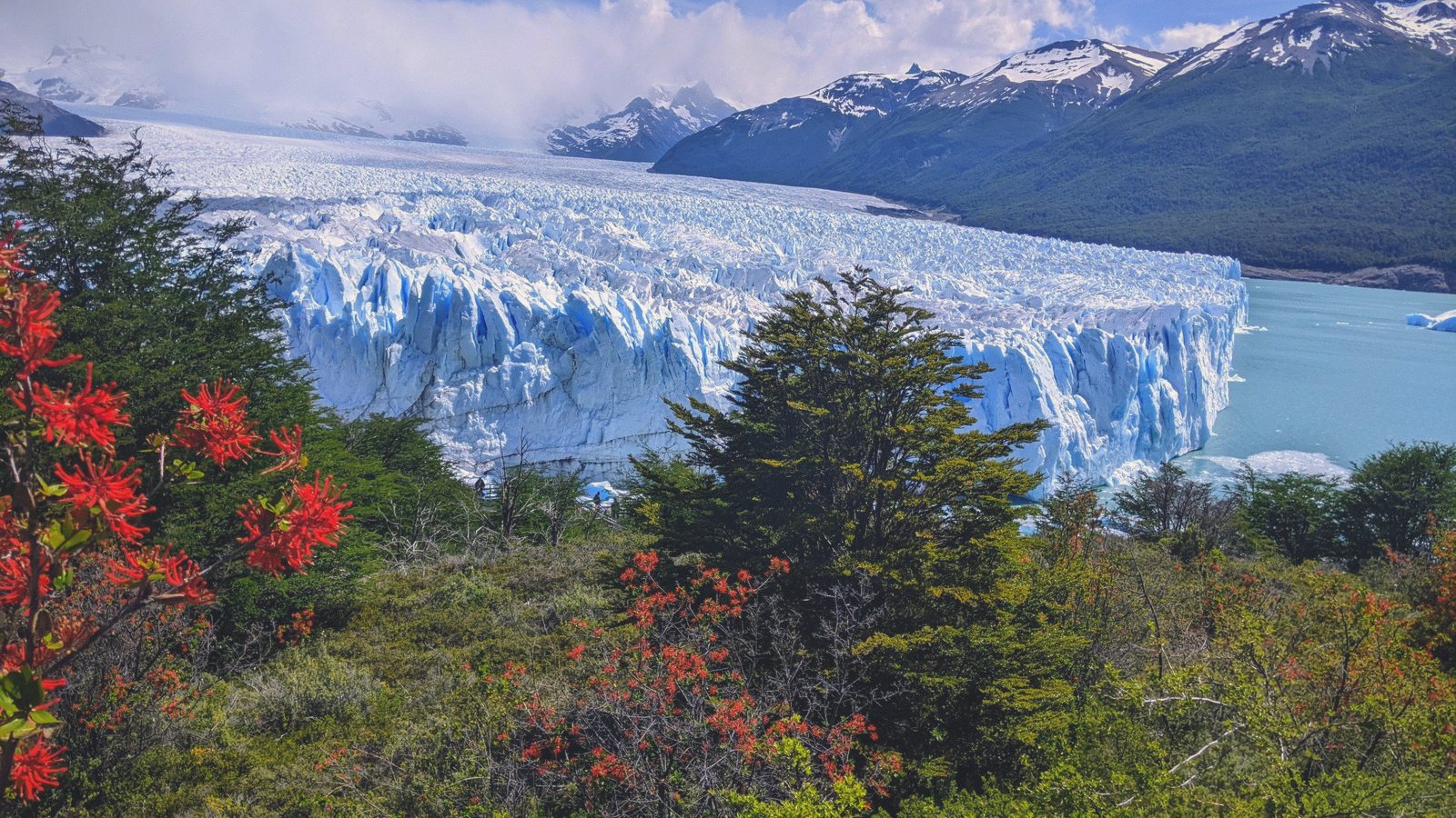 perito moreno red flowers