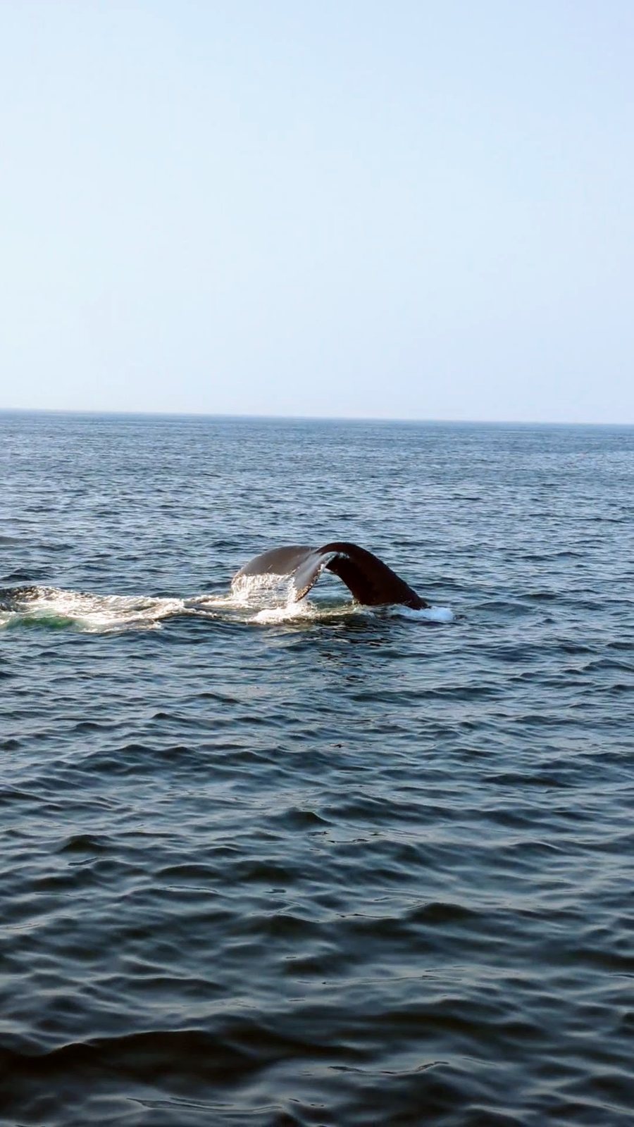 whale tail open water