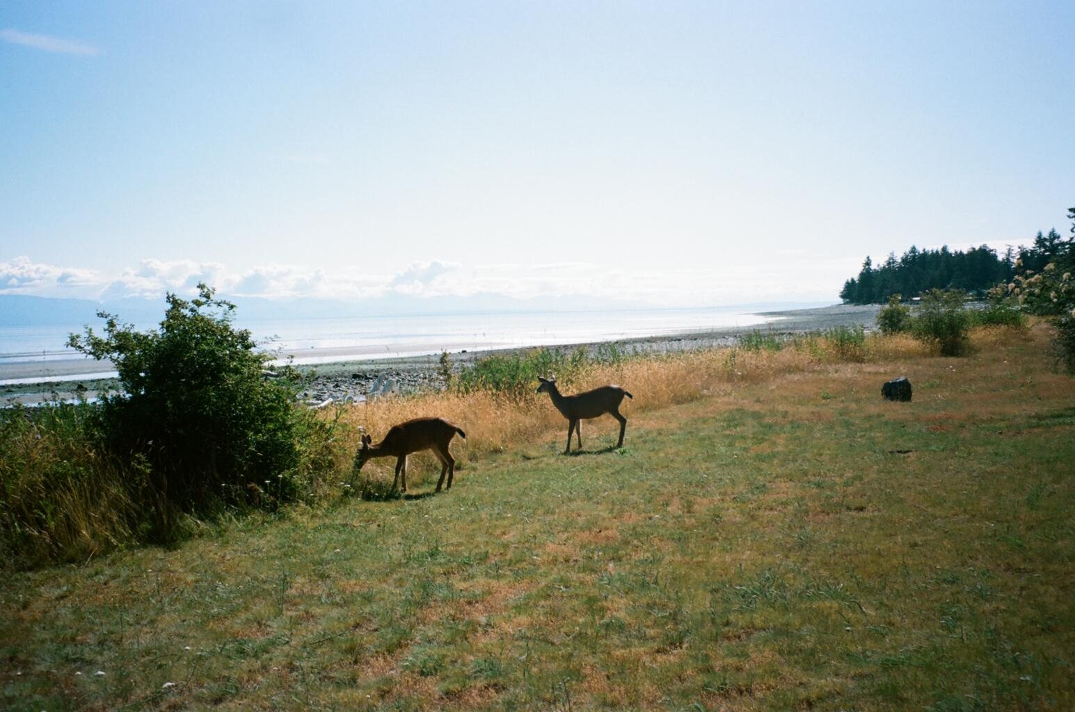 two deer shore grass