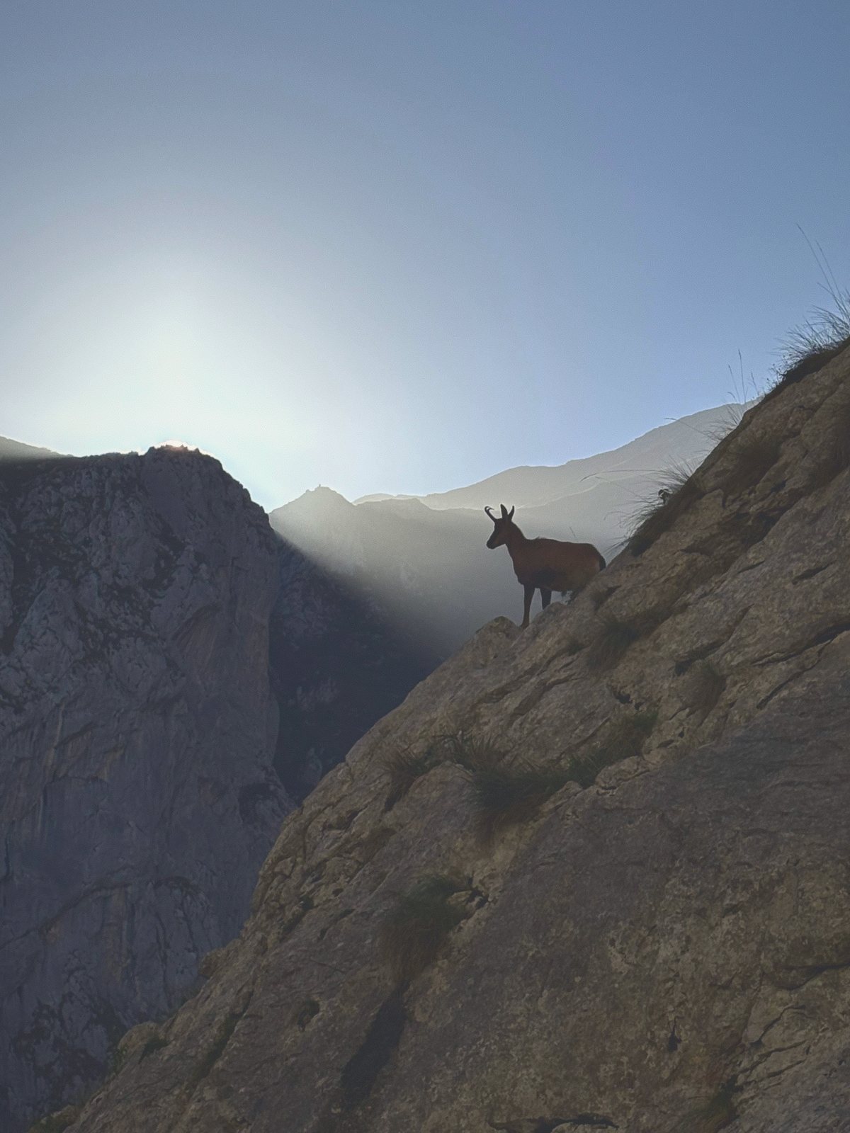 chamois silhouette cliff
