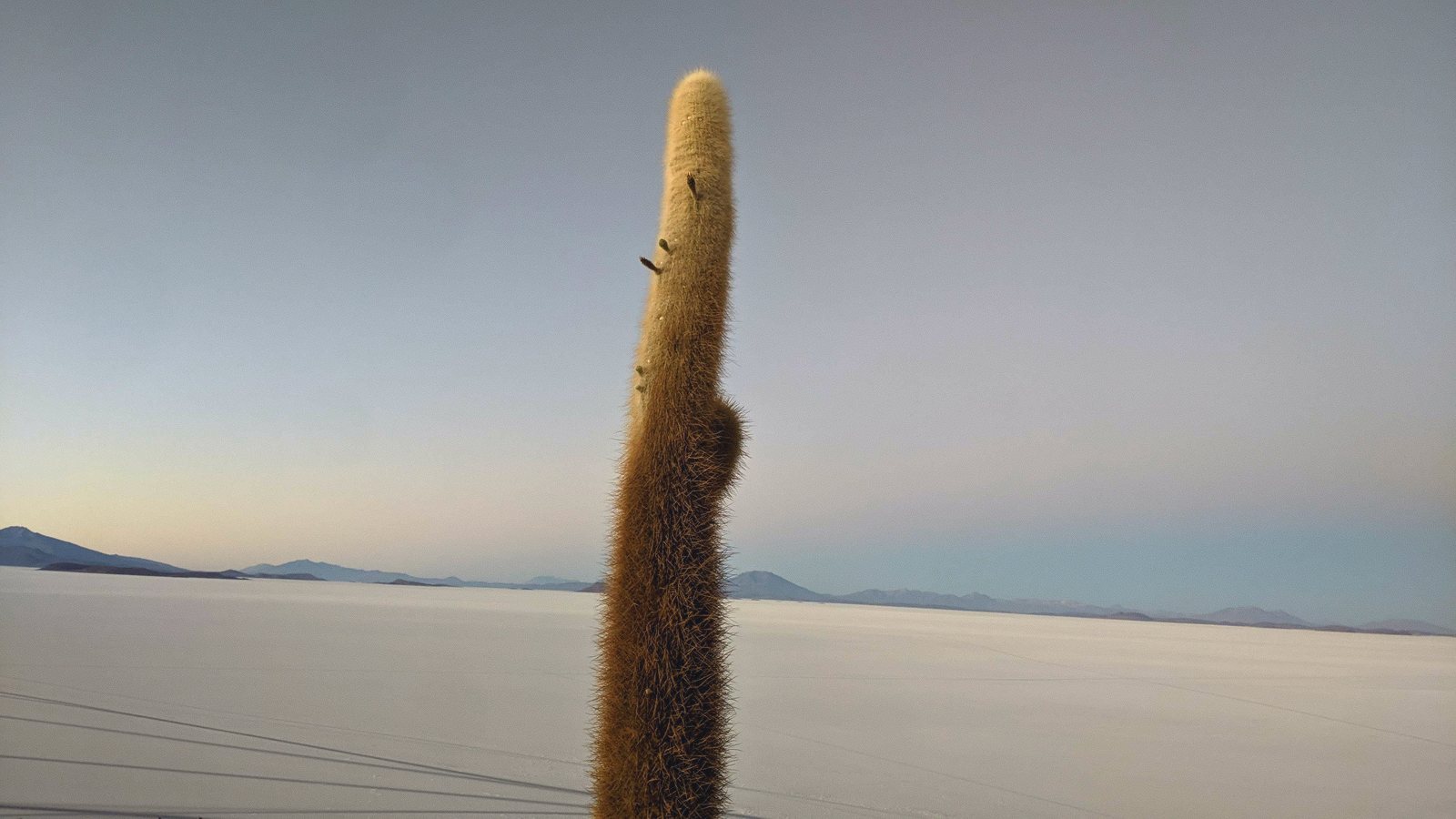 salar single cactus