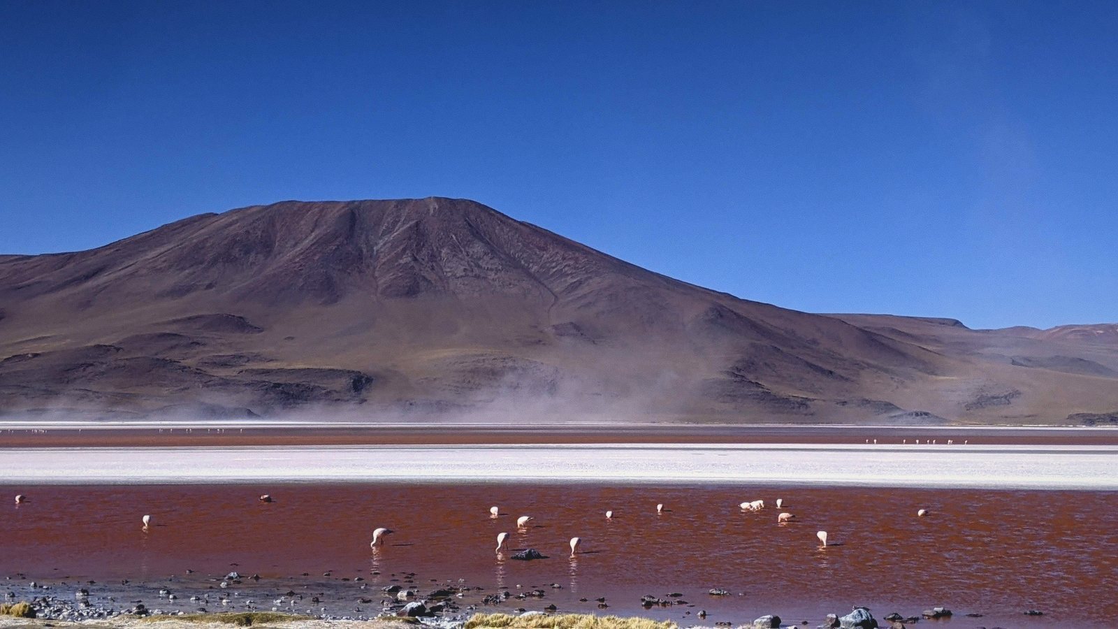 laguna colorada flamingos