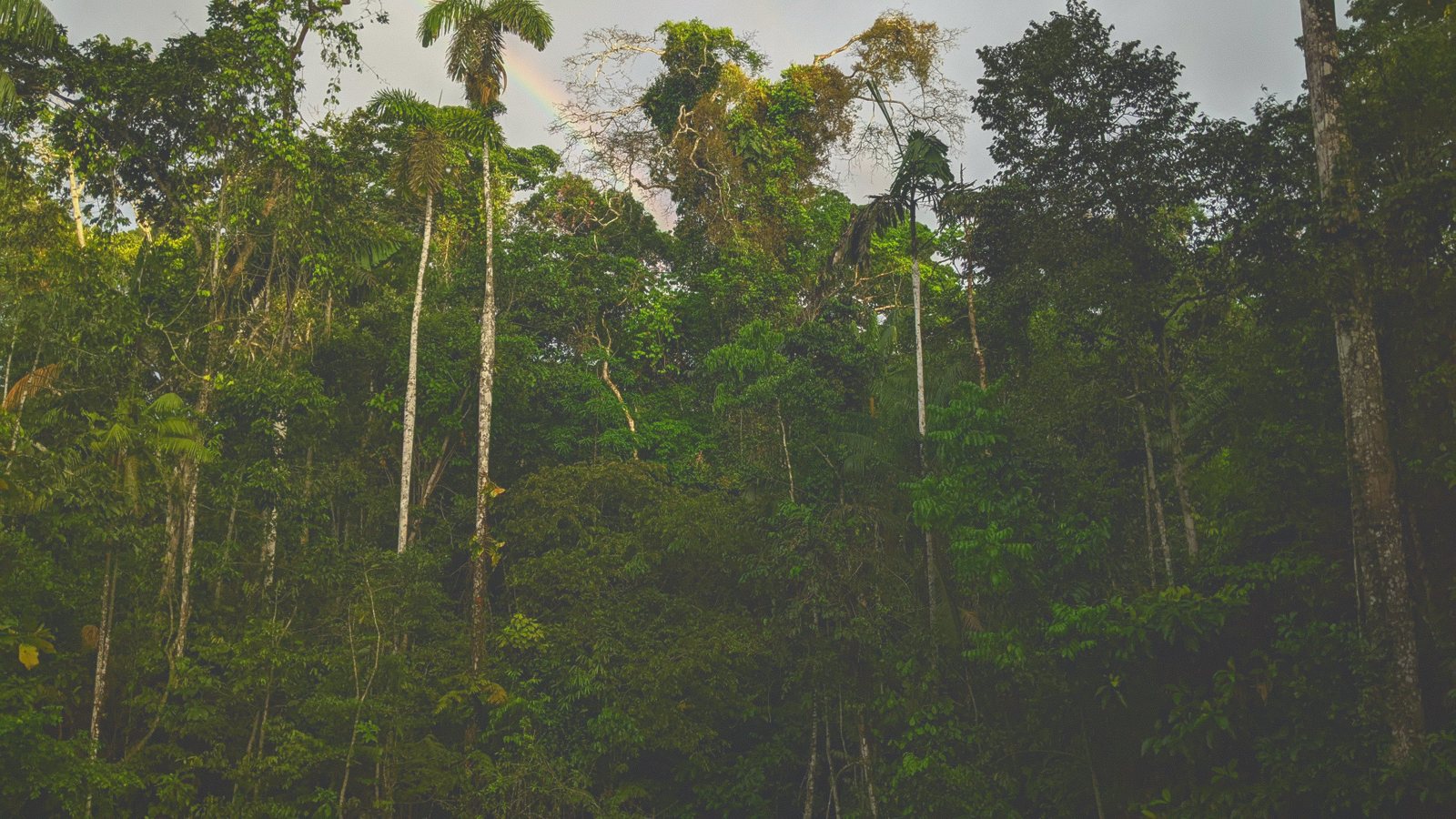 cloud forest canopy