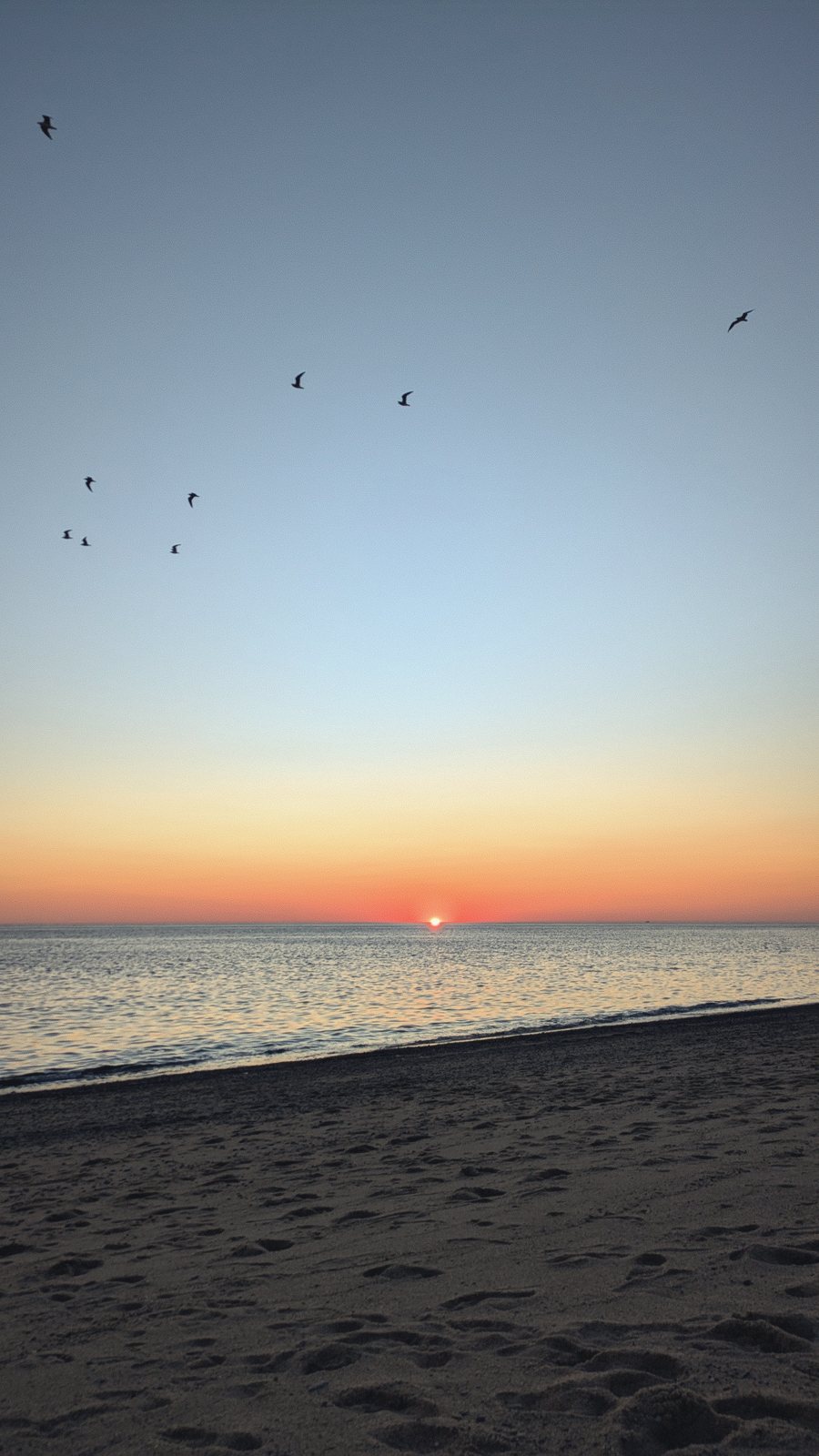 beach sunrise birds