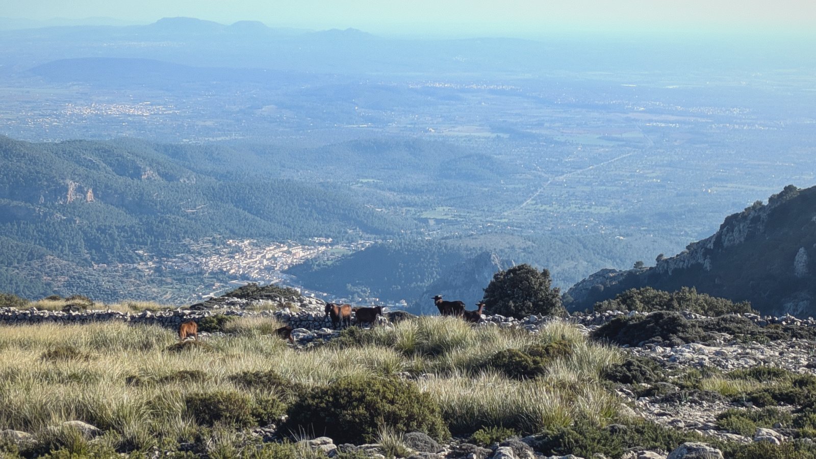 ridge cows valley haze