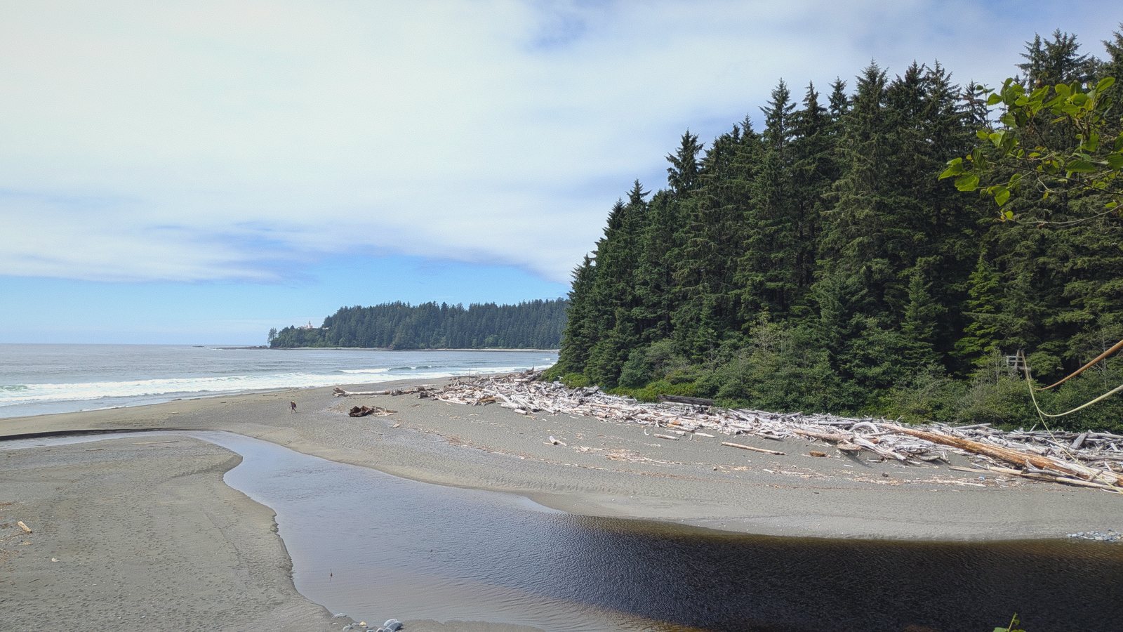 beach forest driftwood curve