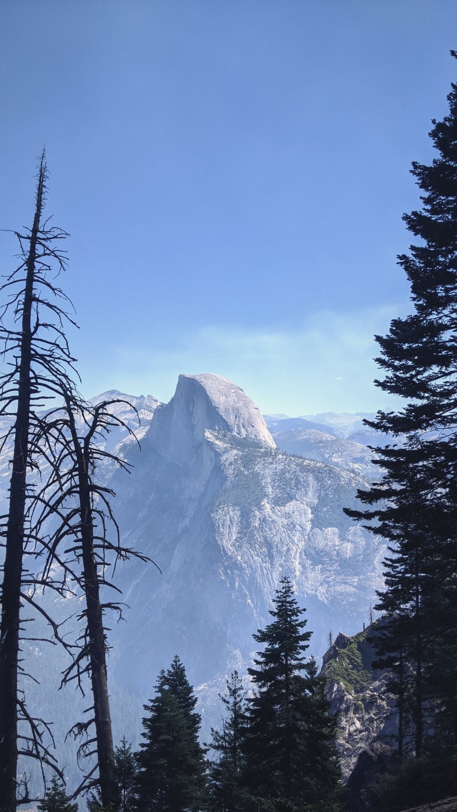yosemite half dome dead pines