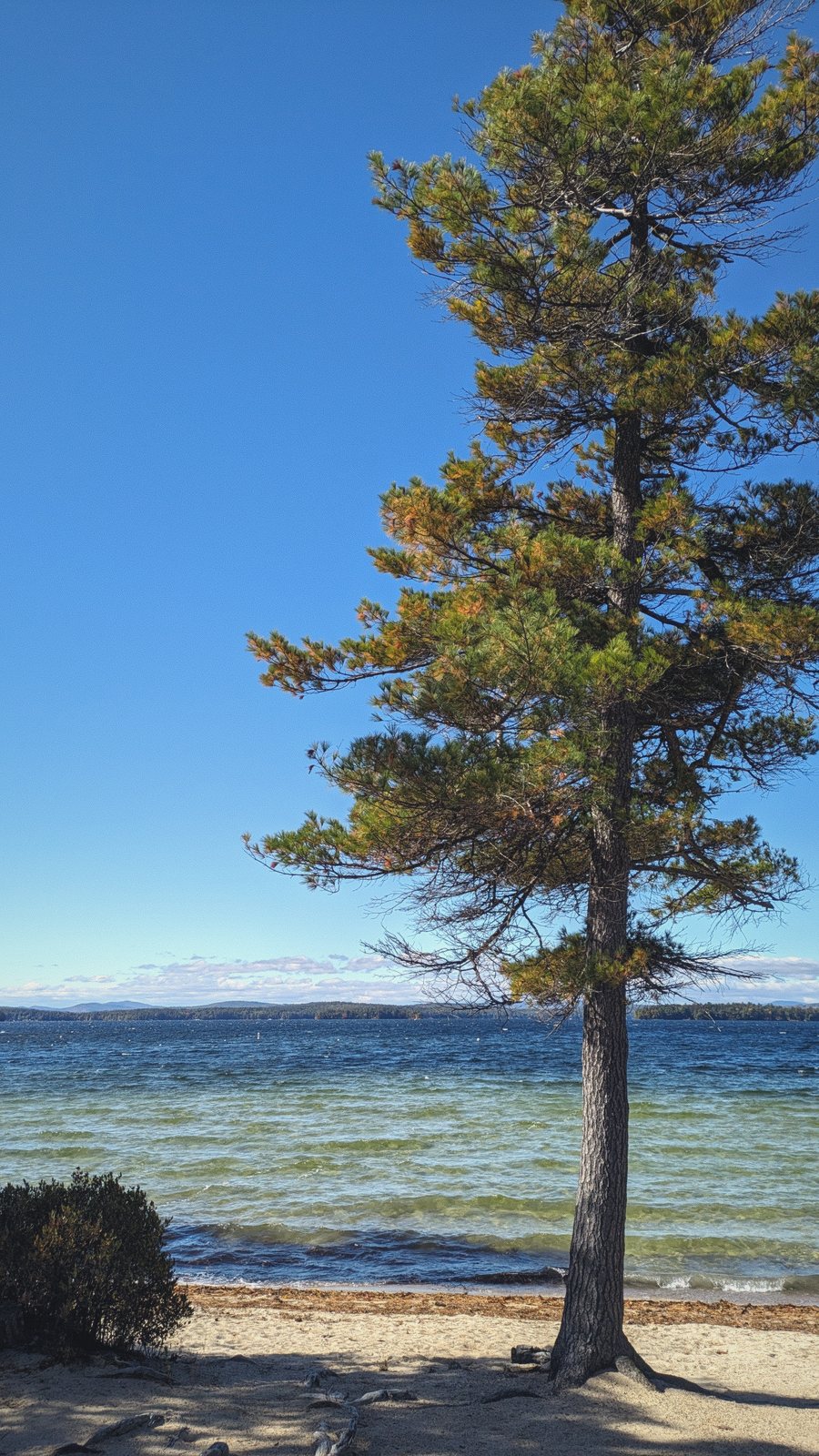 lone pine shoreline